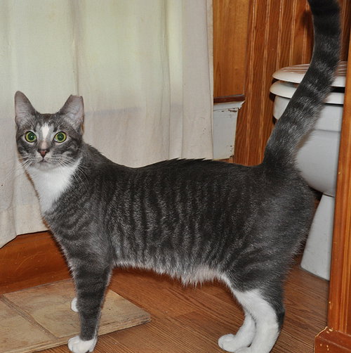 HOWIE - NC - Domestic Short Hair / Tabby available for adoption
