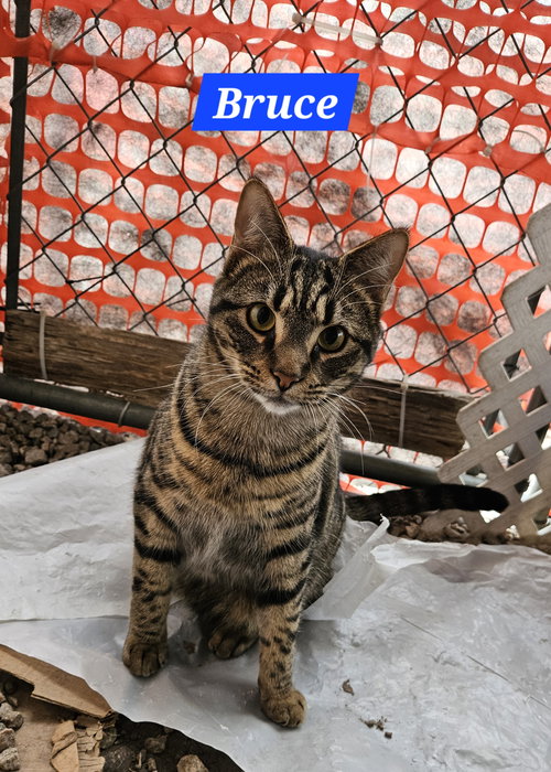 BRUCE BANNER - NC - Domestic Short Hair / Tabby available for adoption