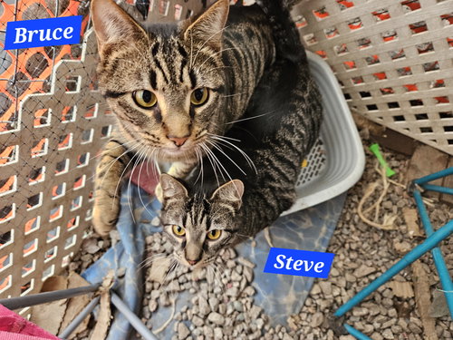 BRUCE BANNER - NC - Domestic Short Hair / Tabby available for adoption