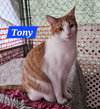 Tony Stark - NC - Photo 1