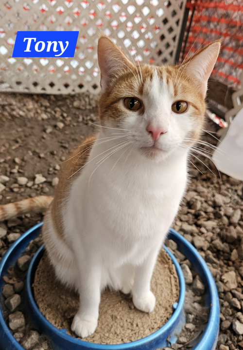 TONY STARK - NC - Domestic Short Hair / Tabby available for adoption