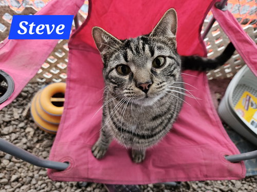 STEVE ROGERS  - NC - Domestic Short Hair / Tabby available for adoption