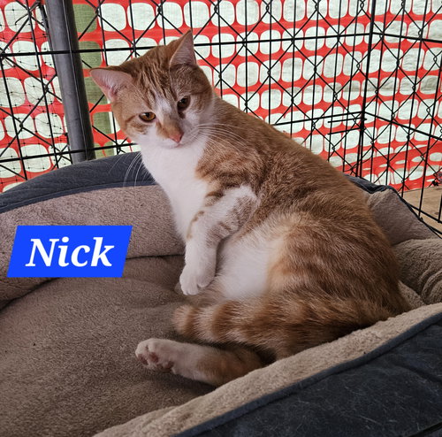 NICK FURY - NC - Domestic Short Hair / Tabby available for adoption