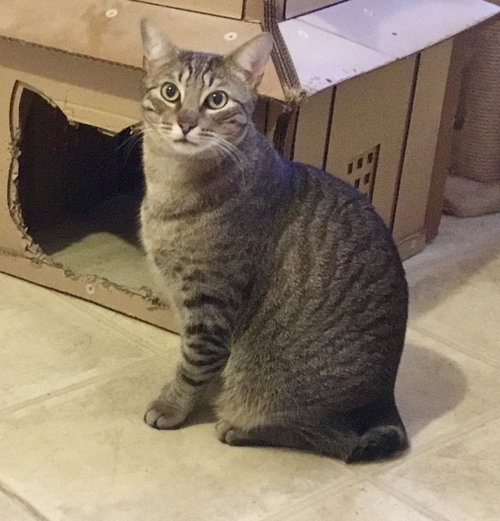 SCOOTER - Manx / Bobtail available for adoption