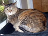 Iris - Photo 4