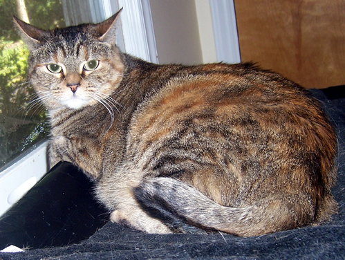 Photo 4 of Iris