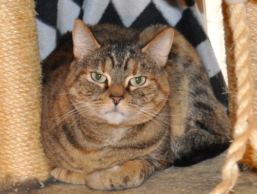IRIS - Manx / Bobtail available for adoption