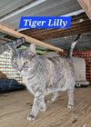 Tiger Lilly - NC - Photo 1