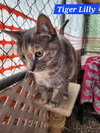 Tiger Lilly - NC - Photo 2