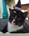 Mittens - NC - Photo 3