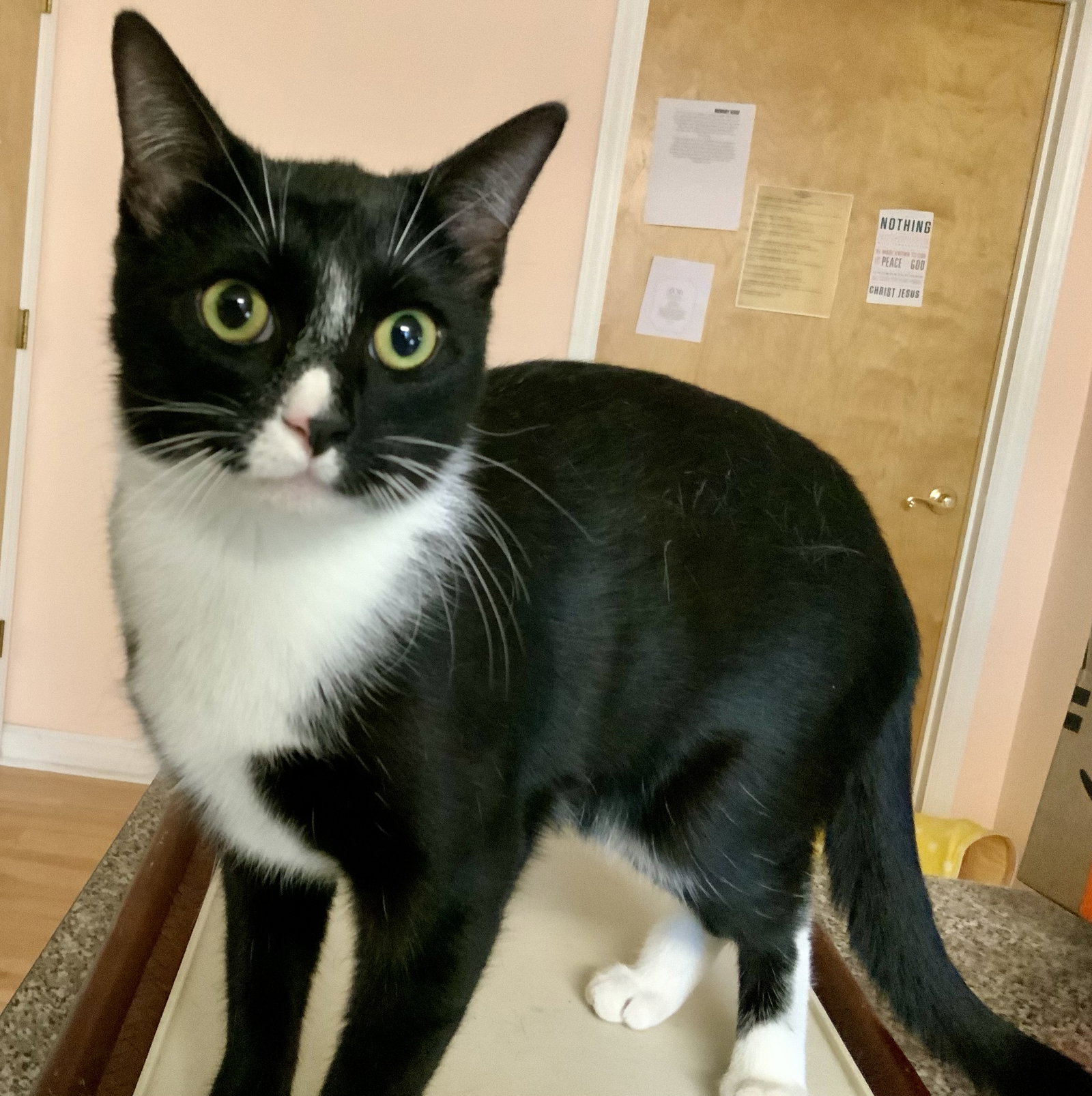 Mittens - NC Image