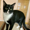 Mittens - NC - Photo 1