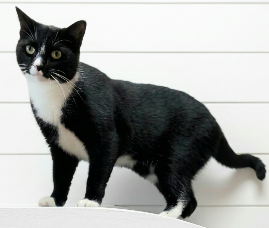 Mittens - NC, photo 2