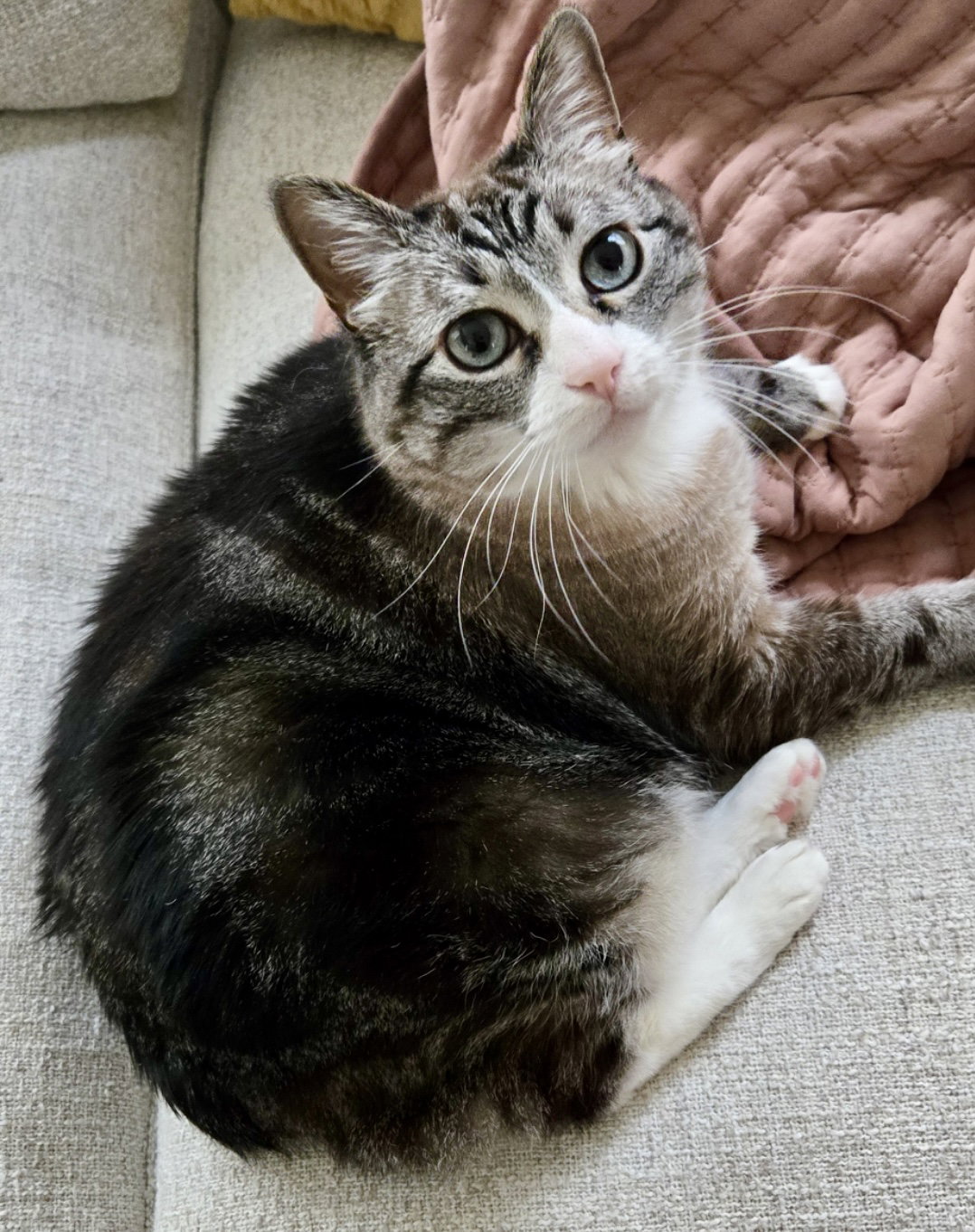Mama Kitty - NC Image