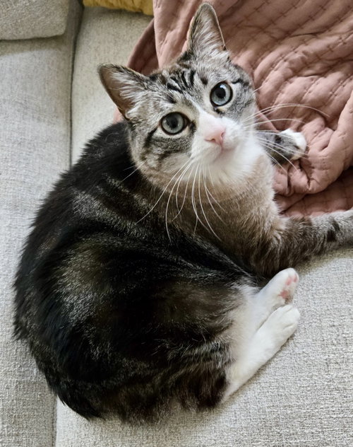 MAMA KITTY - NC - Manx / Bobtail available for adoption