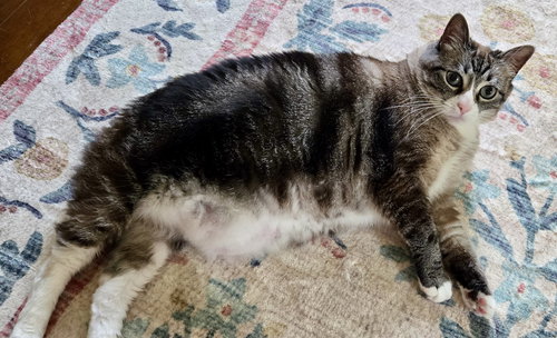 MAMA KITTY - NC - Manx / Bobtail available for adoption