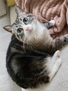 Mama Kitty - NC - Photo 4