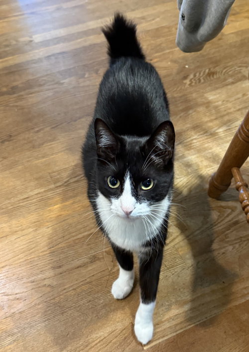 REMI - NC - Bobtail / Manx available for adoption