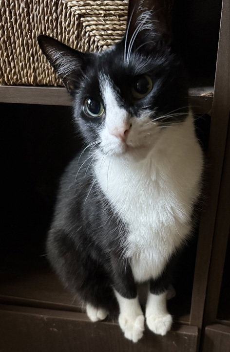 REMI - NC - Bobtail / Manx available for adoption