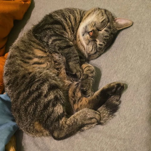 ROSCOE - NC - Bobtail / Manx available for adoption