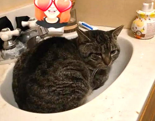 ROSCOE - NC - Bobtail / Manx available for adoption