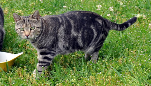 Kiki - NC, an adoptable Domestic Short Hair in Liberty, NC