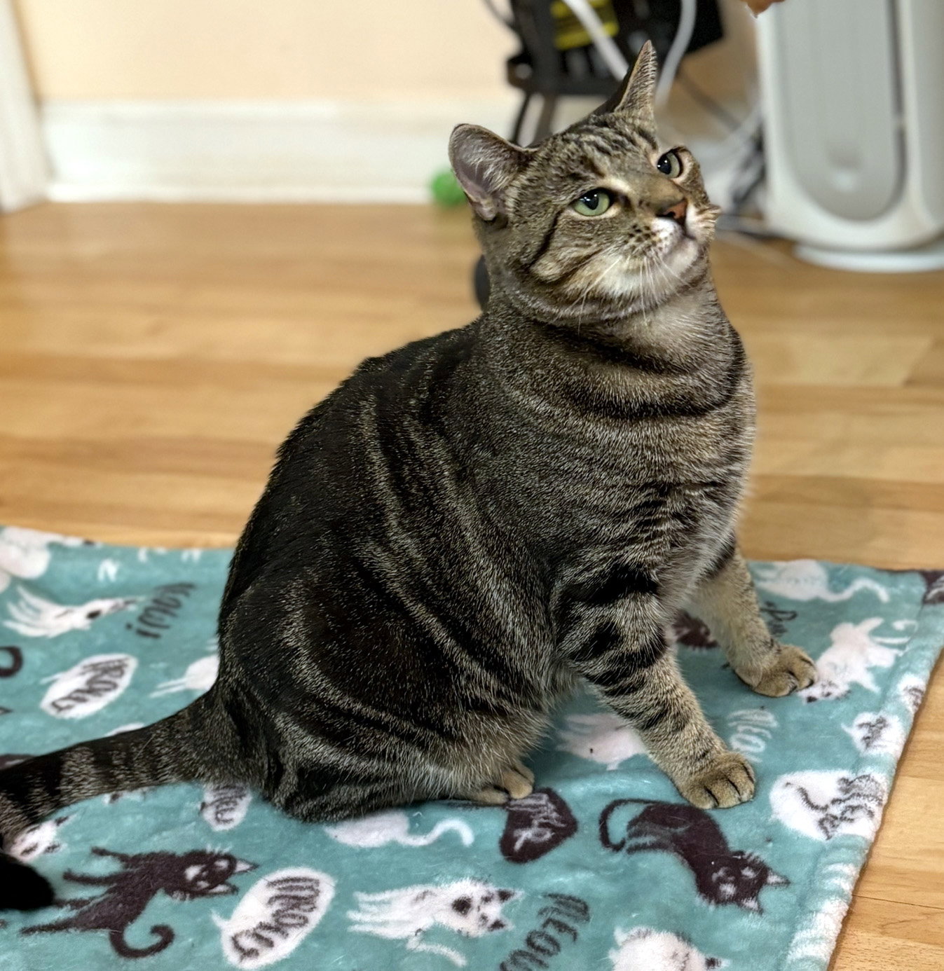 Kiki - NC, Domestic Short Hair