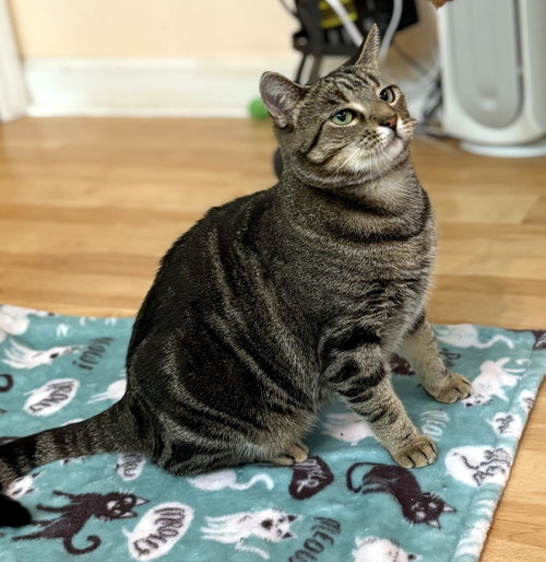 Kiki - NC, a cat for adoption from Tailless Cat Rescue