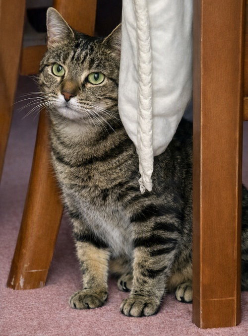 Photo 3 of Kiki - NC