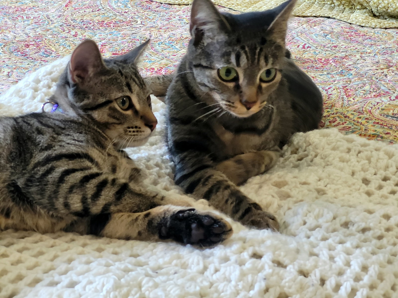 Spunky & Hurricane - NC, Domestic Short Hair