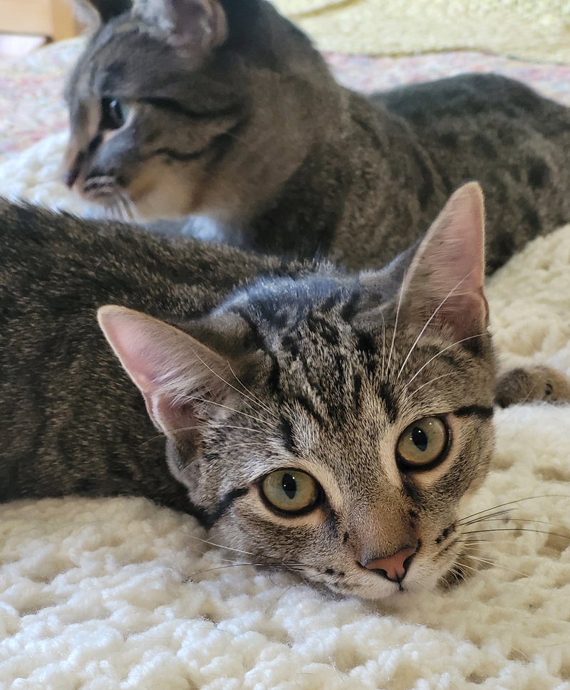 Spunky & Hurricane, photo 5