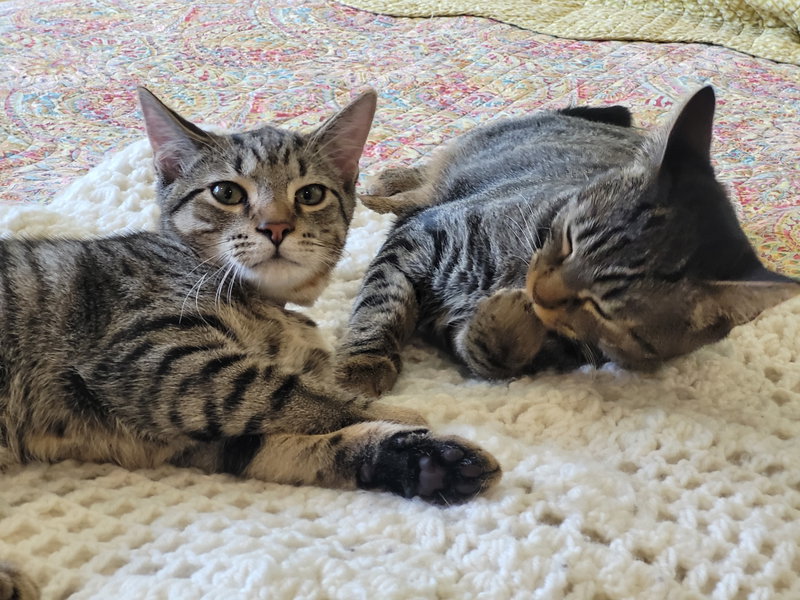 Spunky & Hurricane, photo 6