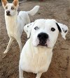 adoptable Dog in , OK named Sponsor Joe Sanctuary 2016