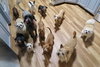 Mason/Sanctuary Dog - Photo 1