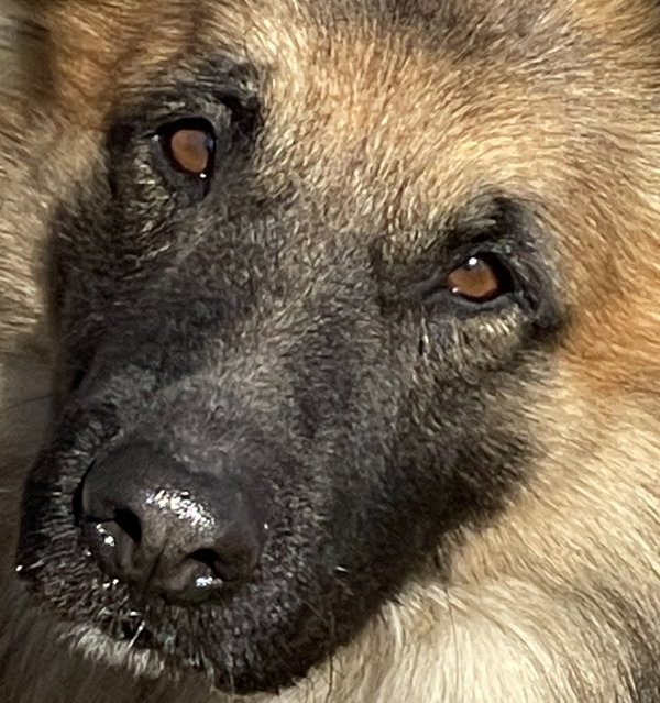 Bear