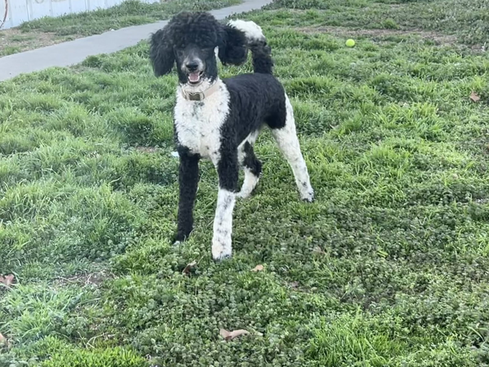 Duke
