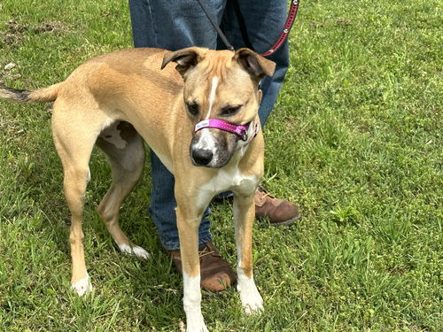picture of the dog needing adoption