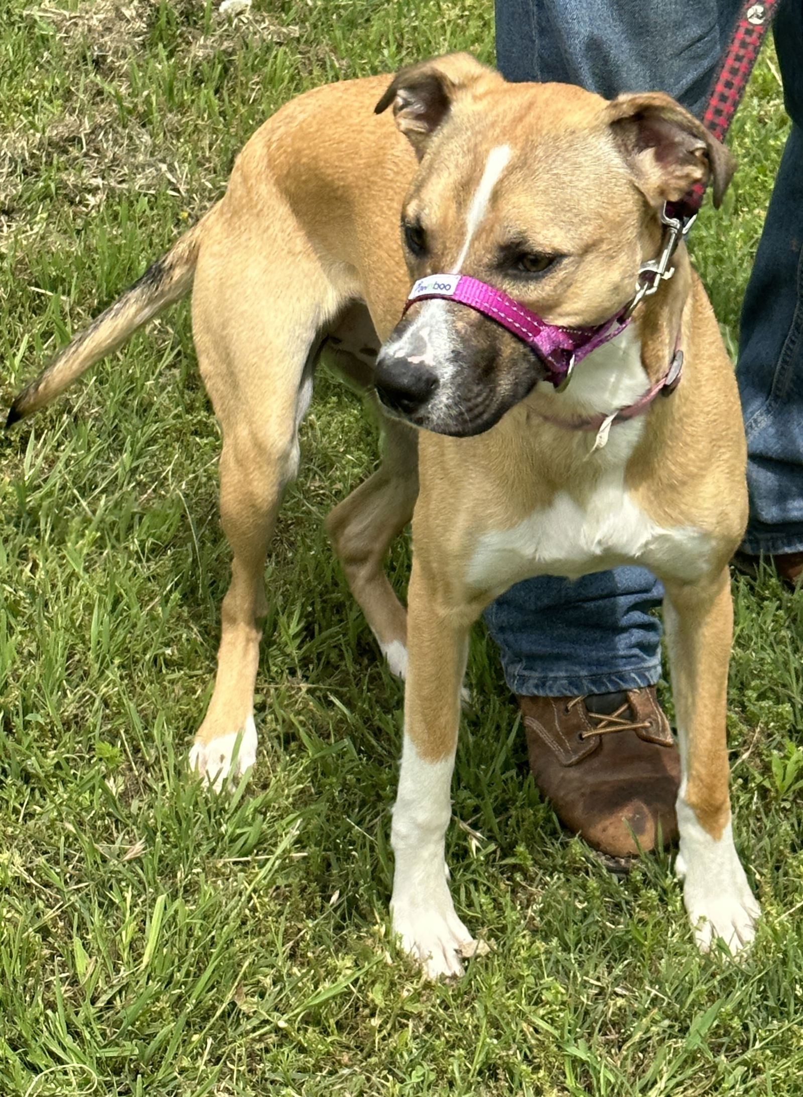 dog-for-adoption-zionah-a-greyhound-in-wetumka-ok-alpha-paw