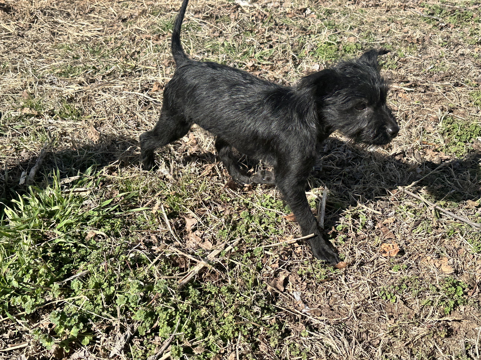 Dog for Adoption Lionel, a Schnauzer in Edmond, OK Alpha Paw