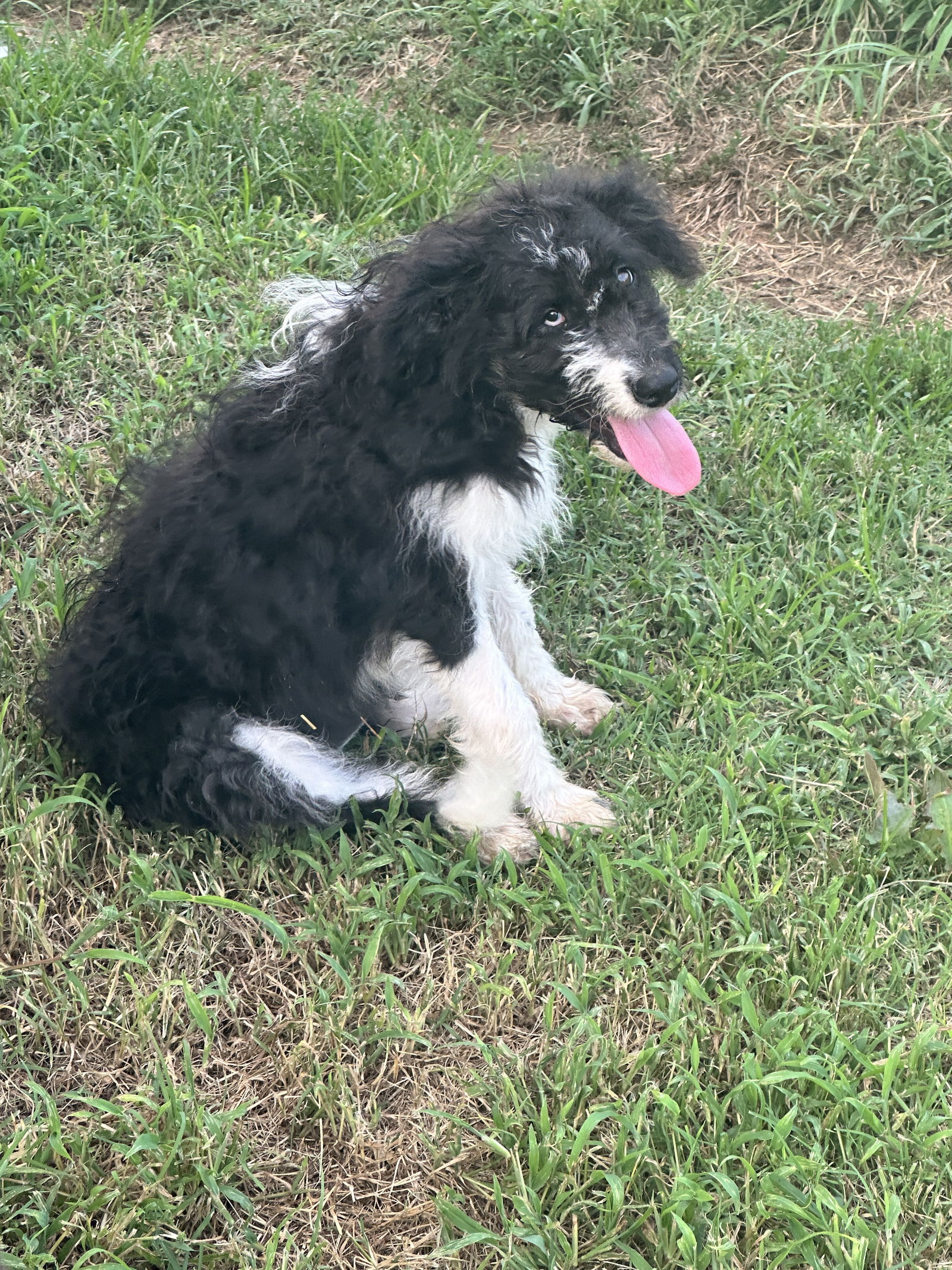 adoptable Dog in Prague, OK named Sherri