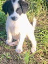 adoptable Dog in  named Daz