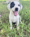 adoptable Dog in  named Roxi