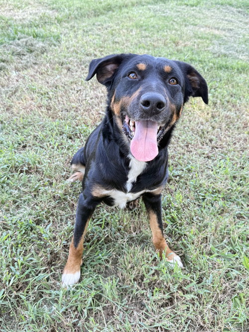 picture of the dog needing adoption