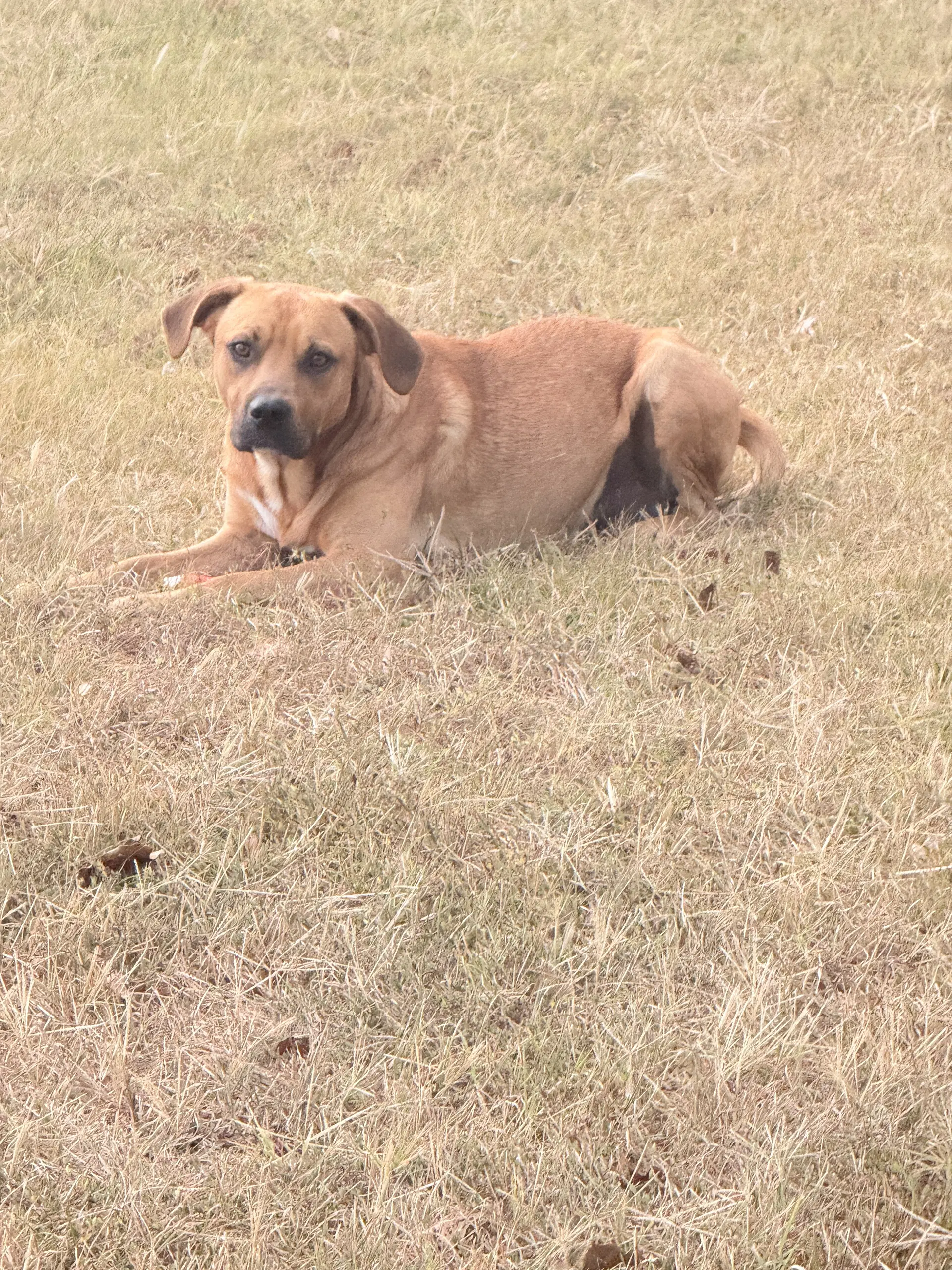 Lukas - American Pit Bull Terrier