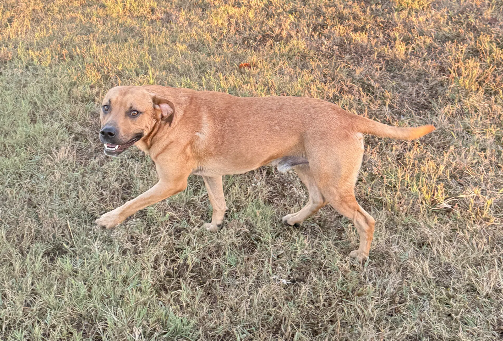Lukas image 3