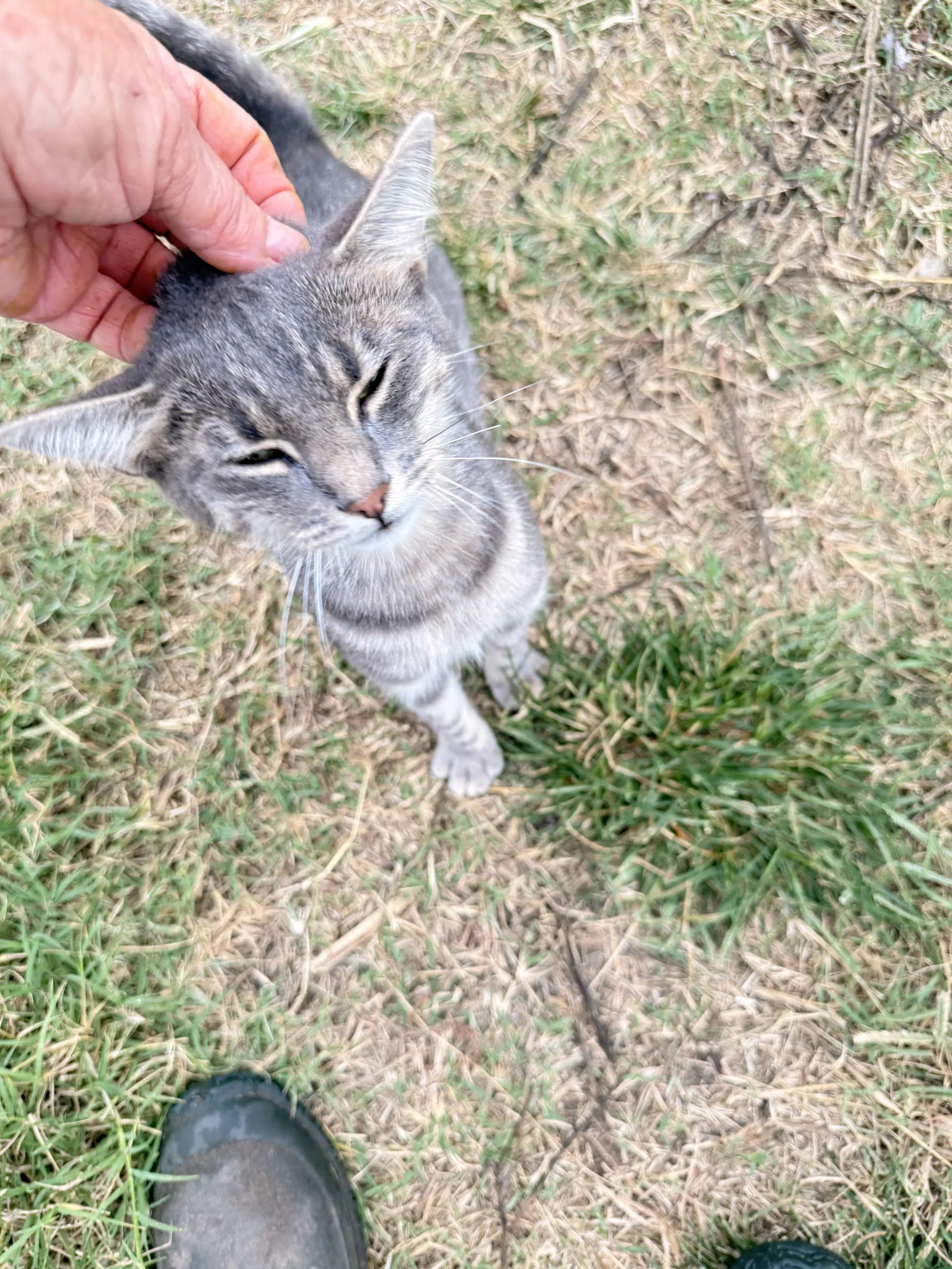 Kitty image 2