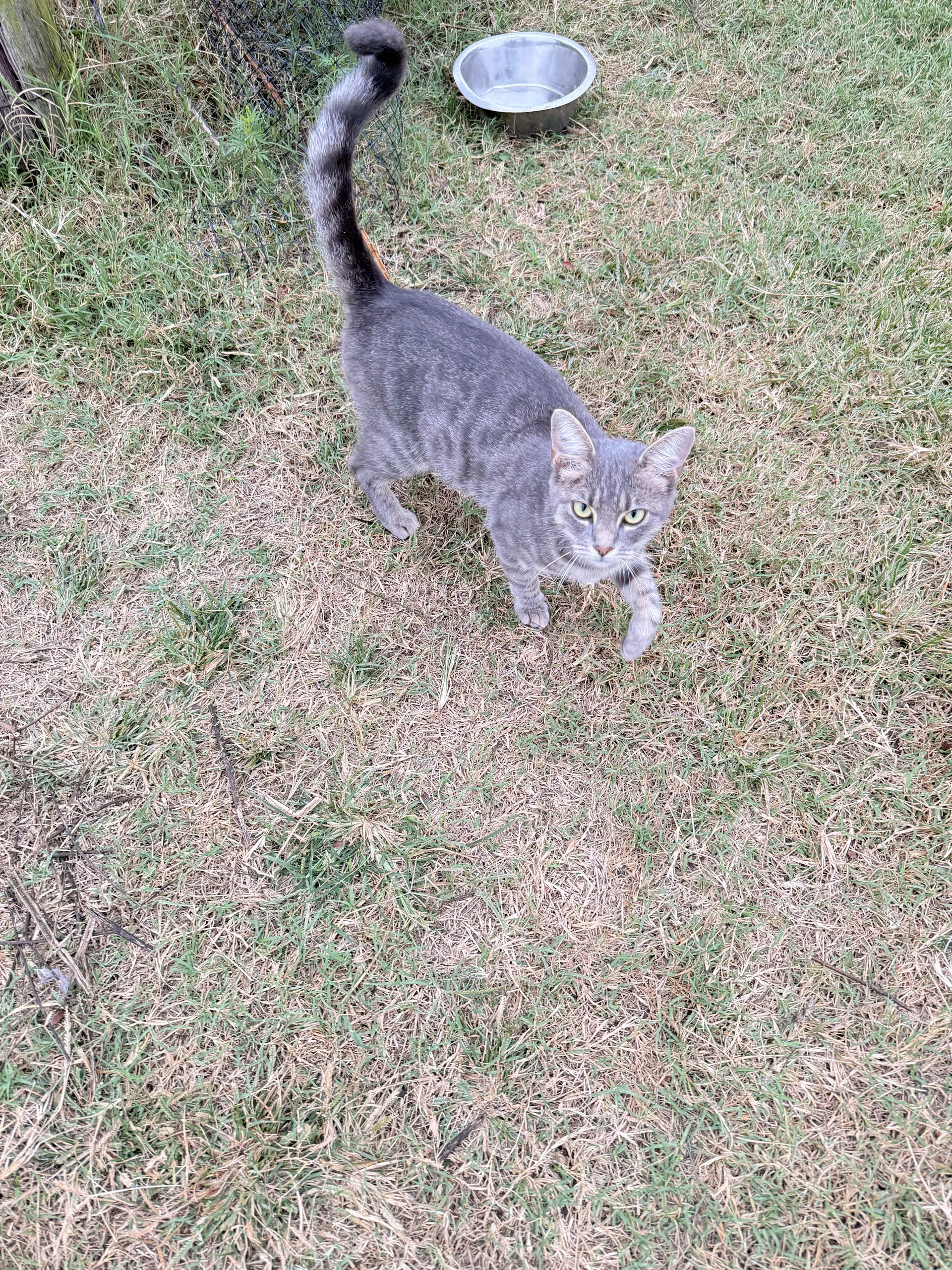 Kitty image 3