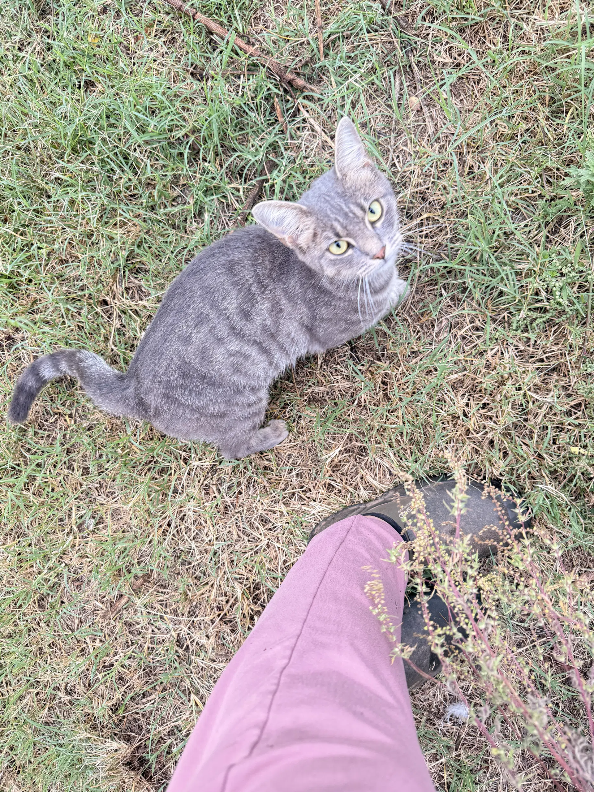 Kitty image 4