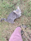 Kitty - Photo 4