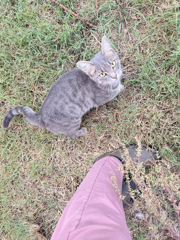 Kitty